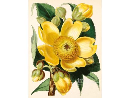 Reprodukce květiny Kochlospermum Cochlospermum