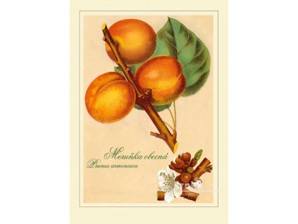 Reprodukce ovoce Meruňka obecná Prunus armeniaca