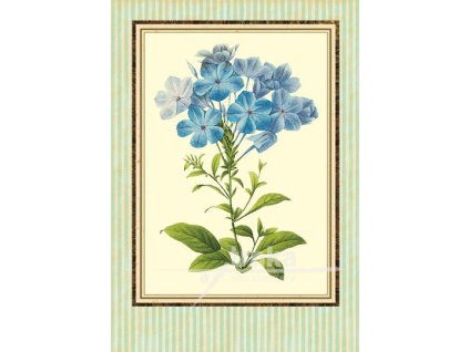 Reprodukce květiny Olověnec Plumbago