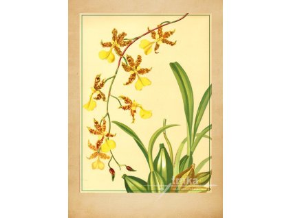 Reprodukce orchidej 1