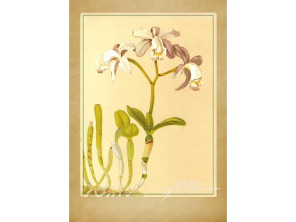 Reprodukce orchidej 2