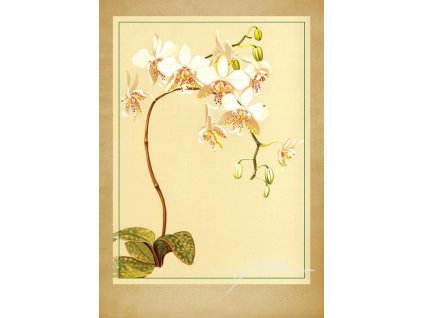 Reprodukce orchidej 7 velikost - 21x30 cm
