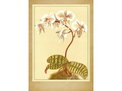 Reprodukce orchidej 8 velikost - 21x30 cm