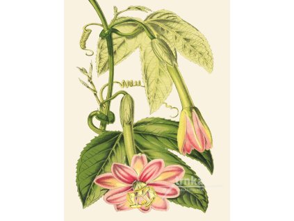 Reprodukce květiny Mučenka Passiflora 2