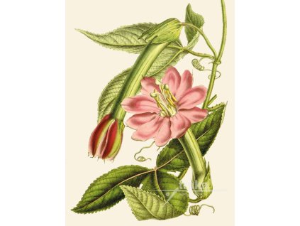 Reprodukce květiny Mučenka Passiflora 3