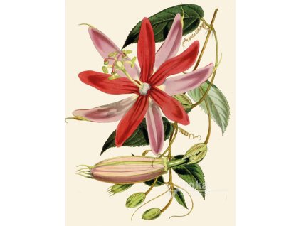 Reprodukce květiny Mučenka Passiflora 6