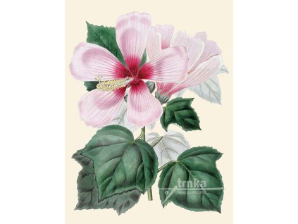 Reprodukce květiny Ibišek Hibiscus 1