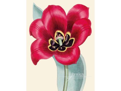 Reprodukce květiny Tulipán Tulipa 2