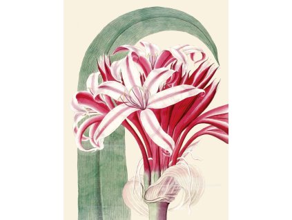 Reprodukce květiny Křín Crinum
