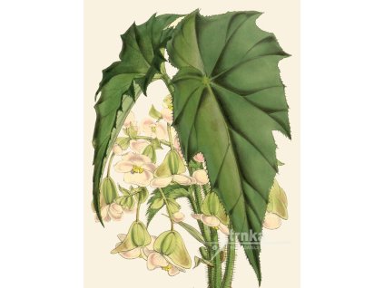 Reprodukce květiny Begonie Begonia 4