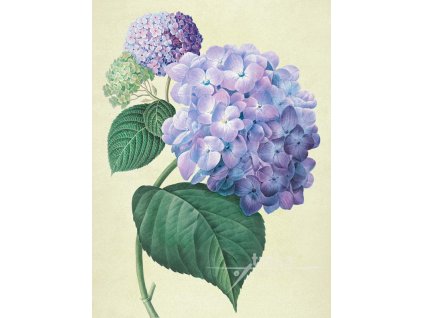 Reprodukce květiny Hortenzie Hydrangea