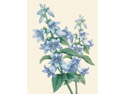 Reprodukce květiny Zvonek Campanula