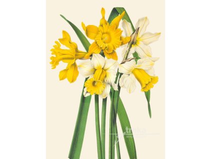 Reprodukce květiny Narcis Narcissus