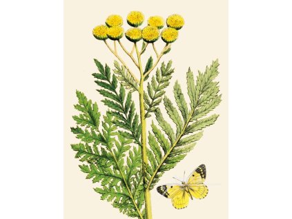 Reprodukce květiny Vratič Tanacetum