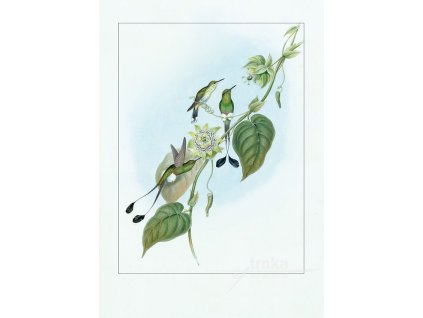 Reprodukce kolibříci 4 velikost - 21x30 cm