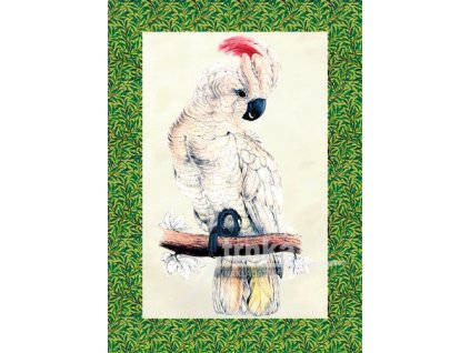 Reprodukce papoušek 1 velikost - 21x30 cm