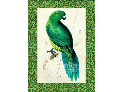 Reprodukce papoušek 2 velikost - 21x30 cm