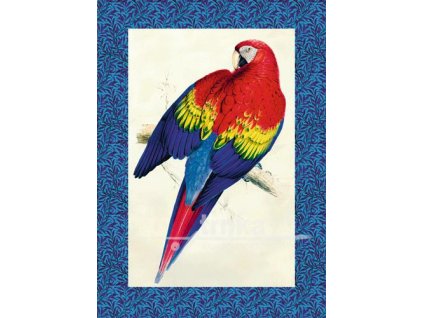 Reprodukce papoušek 5 velikost - 21x30 cm
