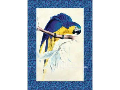 reprodukce papoušek 6 velikost - 21x30 cm