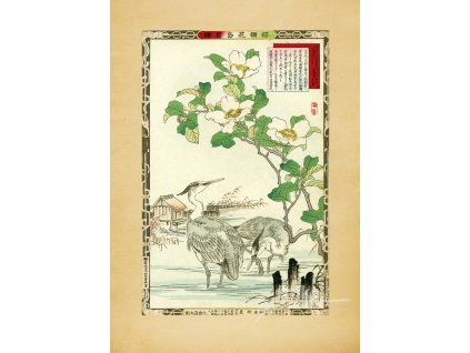 Reprodukce Japonské doteky volavky a kamélie