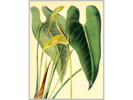 Reprodukce Toulitka Anthurium montanum