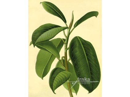 Reprodukce Fíkus Ficus elastica