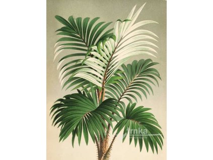 Reprodukce Palma areková Dypsis Lutescens