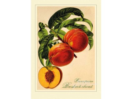 Reprodukce ovoce Broskvoň obecná Prunus persica