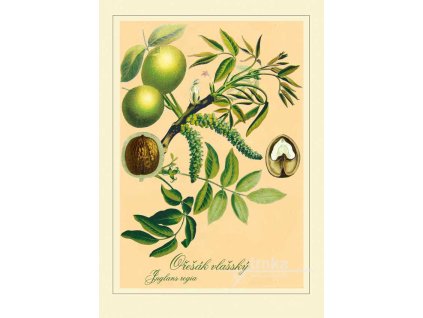 Reprodukce plody Ořešák vlašský Juglans regia