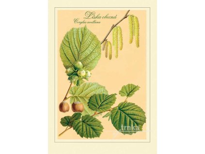 Reprodukce plody Líska obecná Corylus avellana