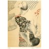 Litografie Klára Trnková Tři kočky 2
