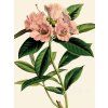 Reprodukce květiny Pěnišník Rhododendron 1