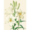 Reprodukce květiny Lilie Lilium 1