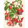 Reprodukce květiny Fuchsie Fuchsia 3a