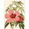Reprodukce květiny Ibišek Hibiscus 2a