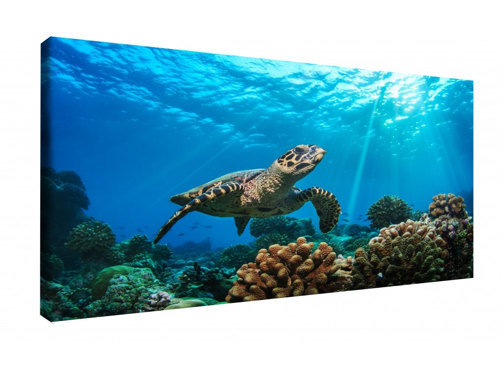 Obraz na stěnu - mořská želva (Velikost 90x60 cm)