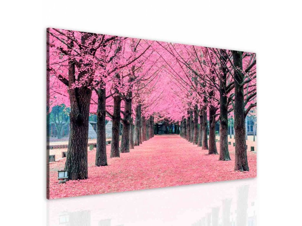 Obraz růžová alej (Velikost 120x80 cm)