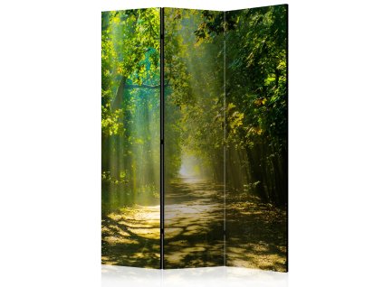 Paraván - Cesta ve slunečním světle