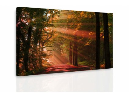 Obraz - Podzimní les (Velikost 120x80 cm)