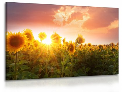 Obraz slunečnice při západu slunce (Velikost (šířka x výška) 120x80 cm)