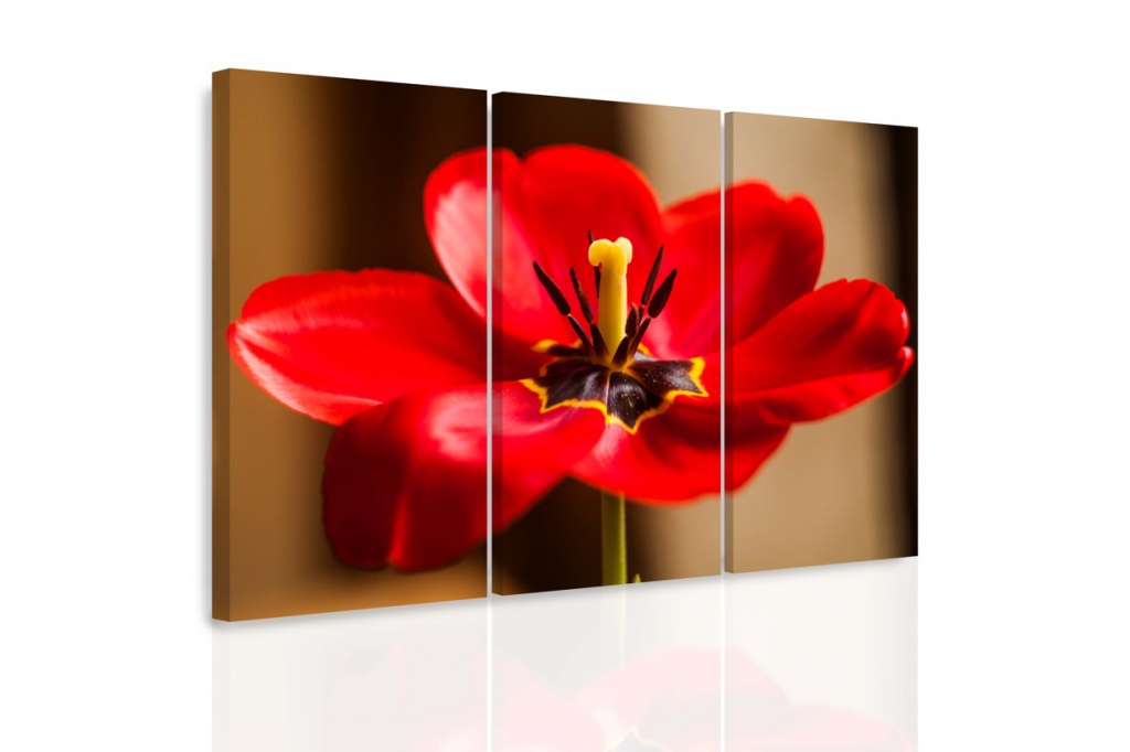Vícedílný obraz - Červený tulipán Velikost: 120x80 cm