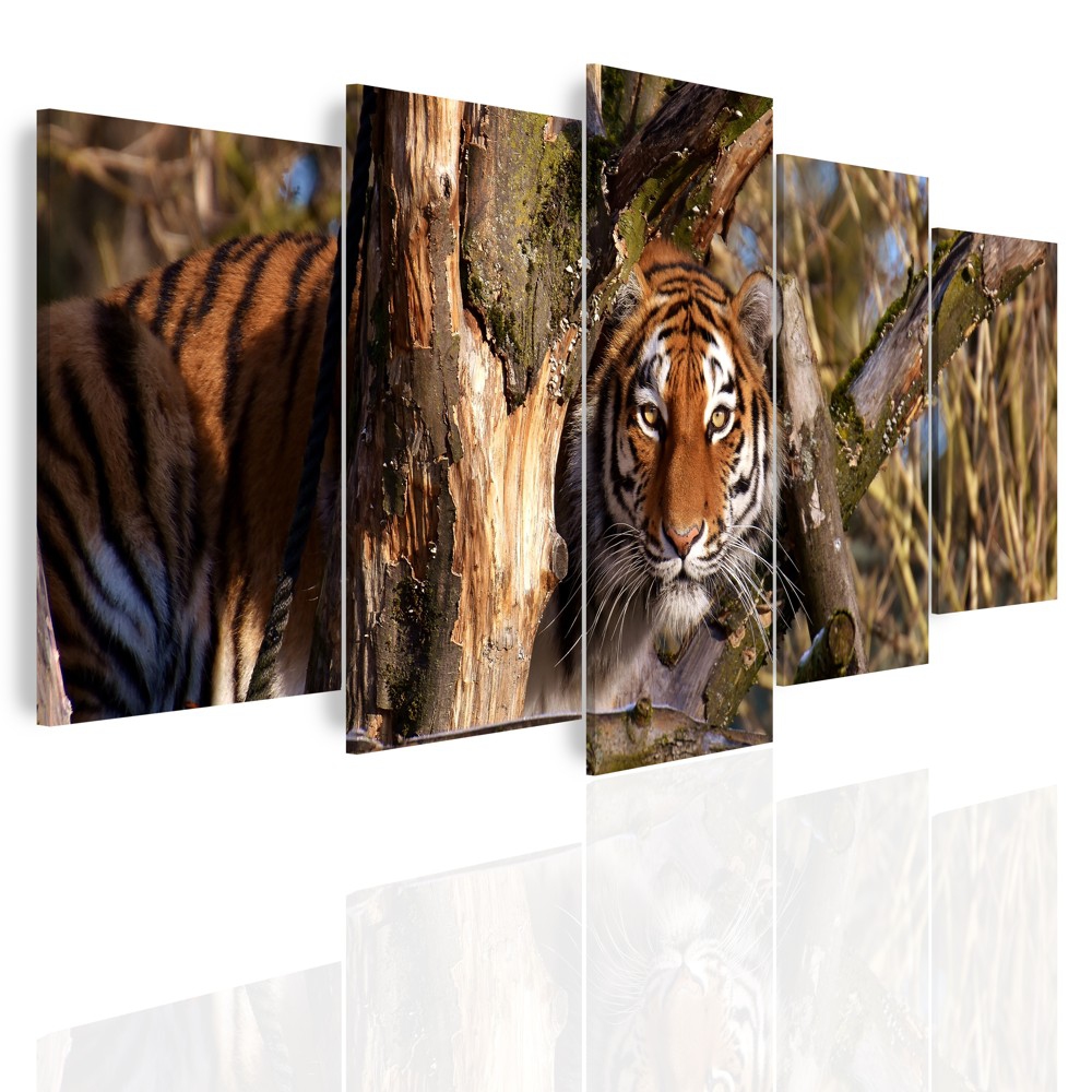 Vícedílný obraz - Číhající tygr Velikost: 150x60 cm