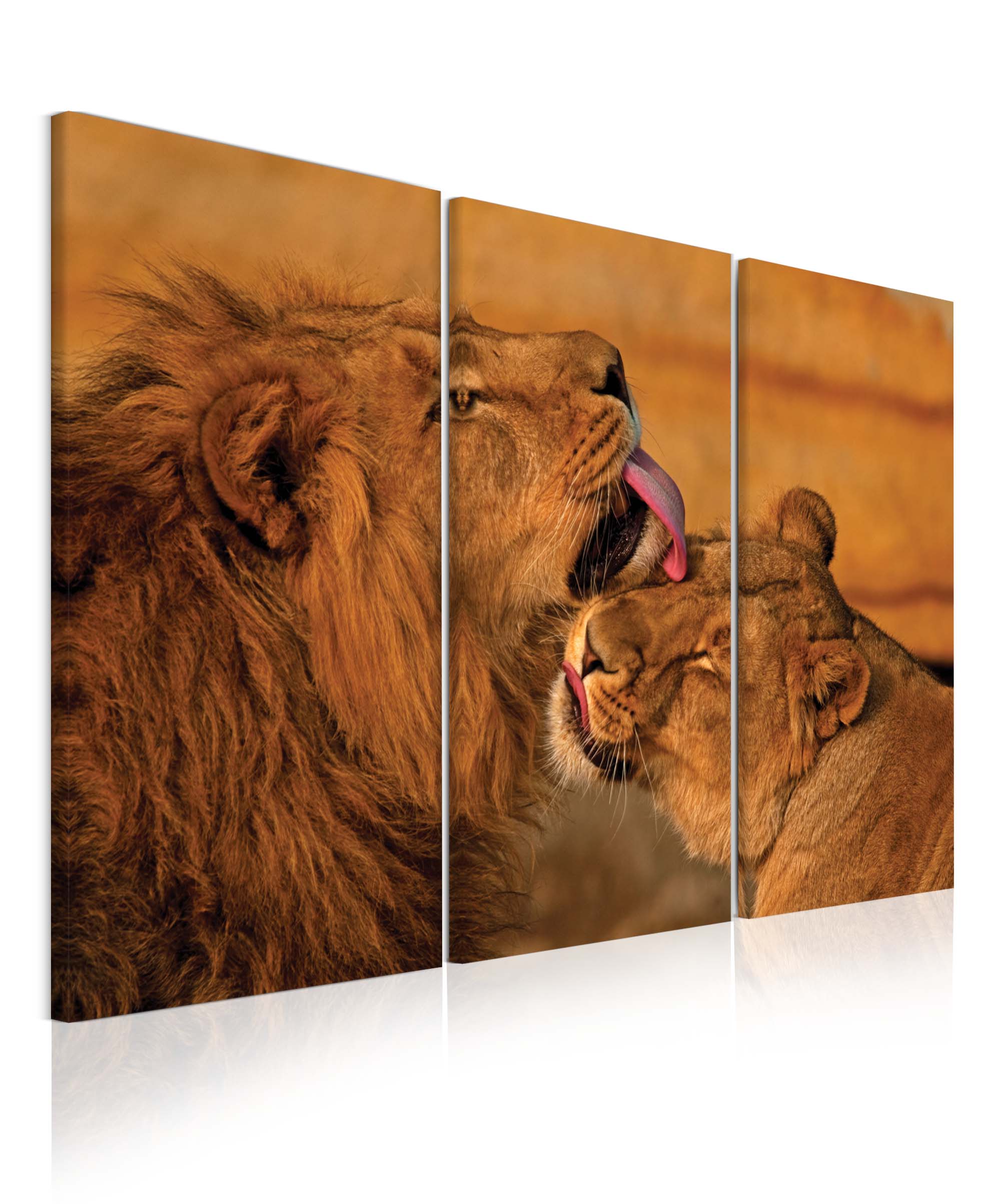 Vícedílný obraz - Lev a lvice Velikost: 90x60 cm