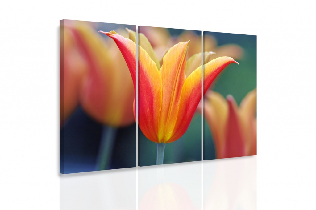 Vícedílný obraz - Tulipán Velikost: 90x60 cm