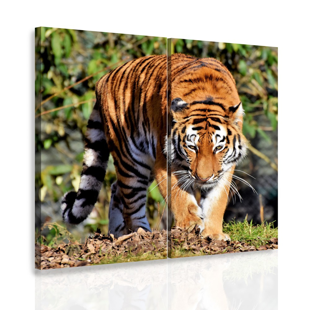 Vícedílný obraz - Tygr Velikost: 60x60 cm