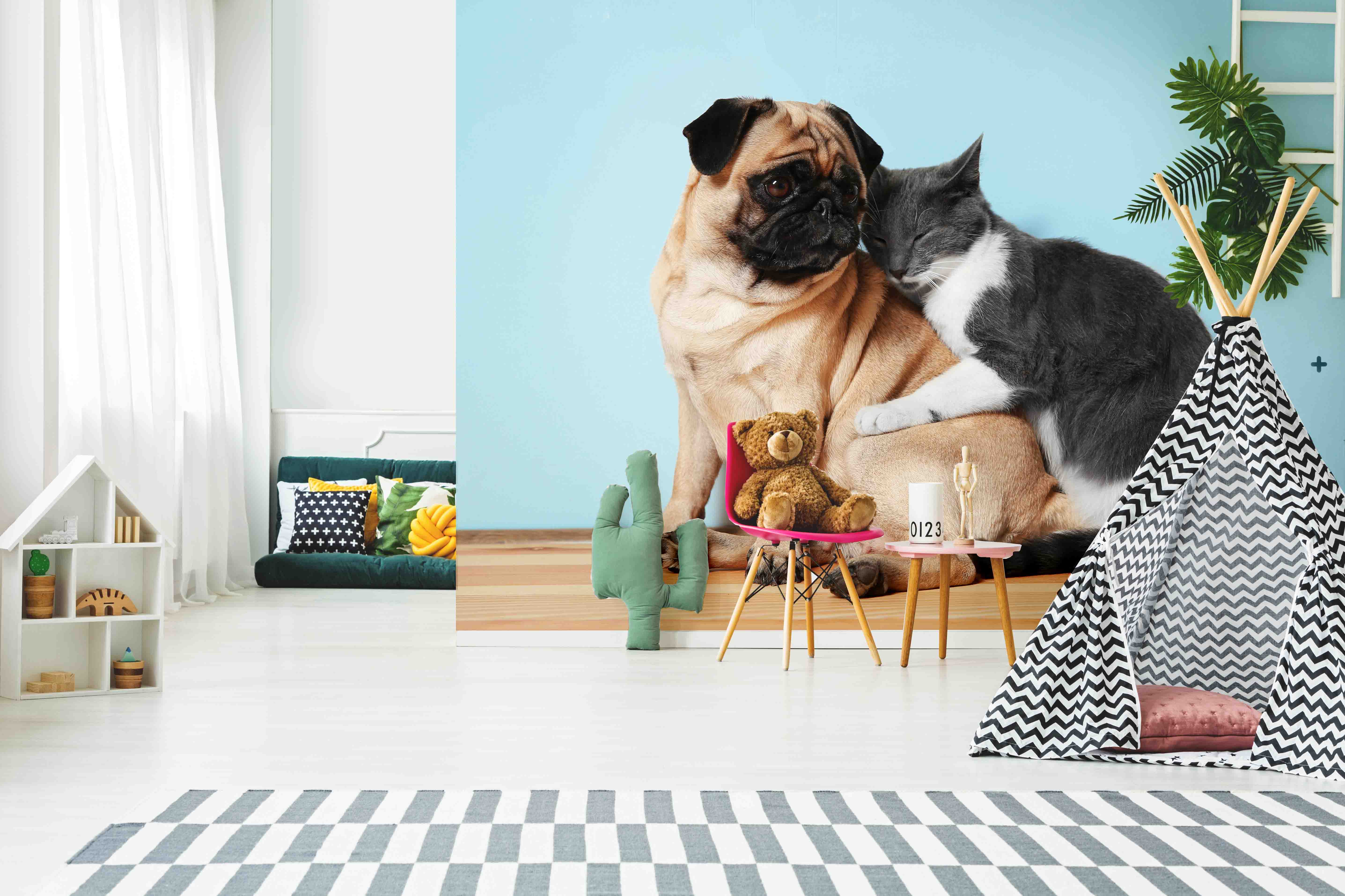 Tapeta Kočka a pes Vel (šířka x výška): 360 x 260 cm