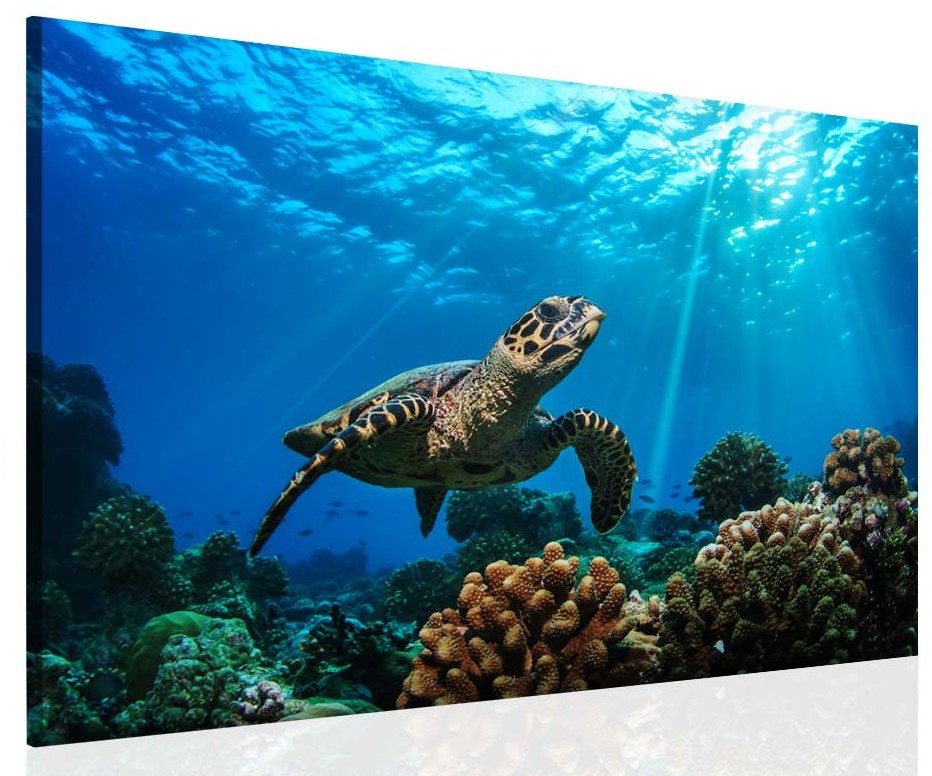 Obraz Mořská želva Velikost (šířka x výška): 90x60 cm