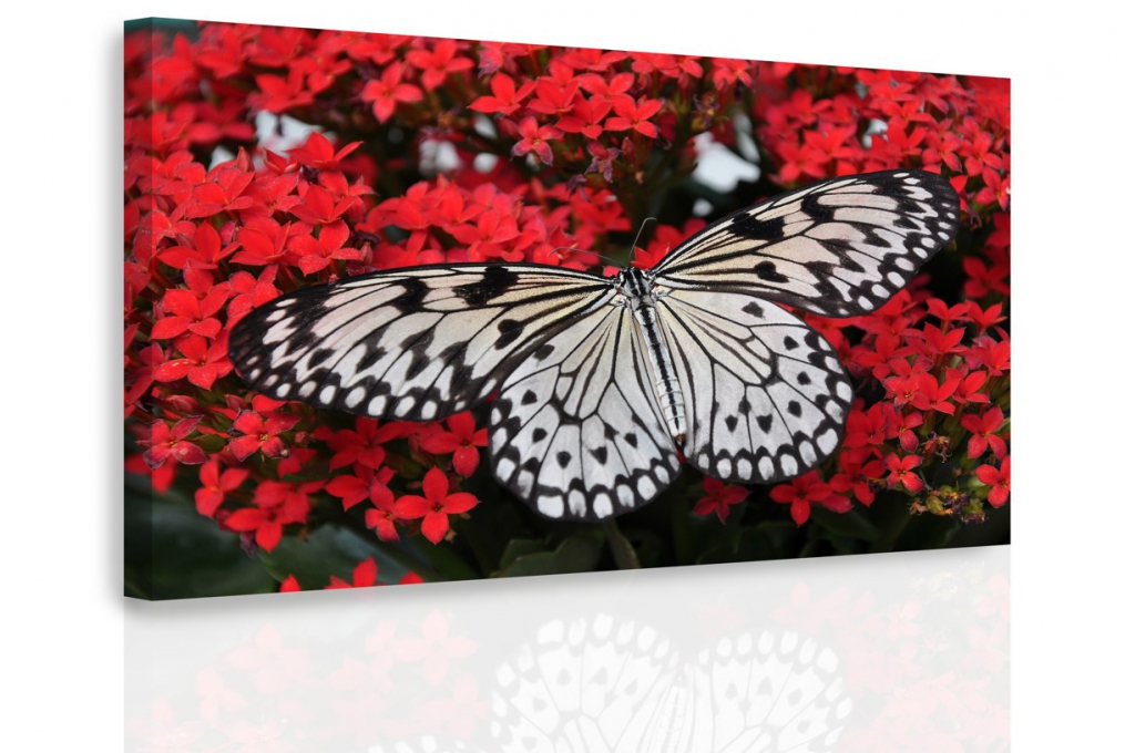 Obraz - Černobílý motýl Velikost: 150x100 cm