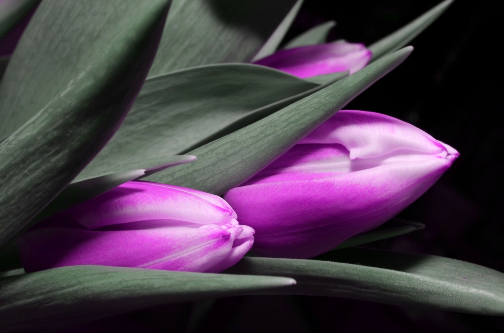 Obraz - fialové tulipány Velikost (šířka x výška): 120x80 cm