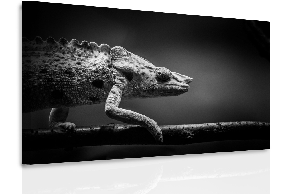 Obraz - chameleon Velikost: 150x100 cm
